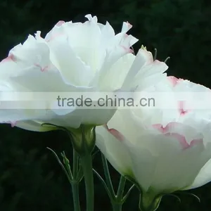 Super Quality OEM Natural Fresh Cut Flower Eustoma thumbnail-5