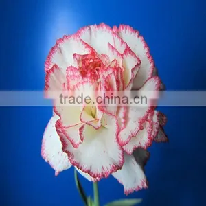 China Wholesale Wide Varieties New Coming Fresh Cut Carnation Flower thumbnail-1