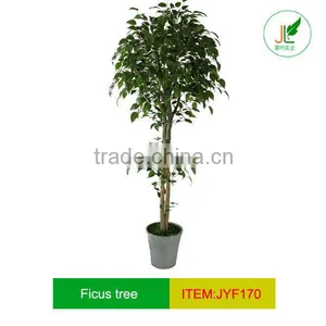 Fashionable Ficus Tree,new Ficus Tree of 2012 thumbnail-1