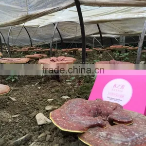 Best Seller Face Mask Beauty Private Label High Quality Reishi Mushroom Extract JOCENES Ganoderma Extract Mask thumbnail-2
