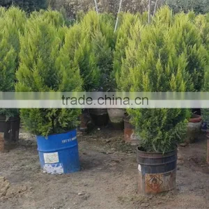 Cupressus Macrocarpa Gold Crest thumbnail-1