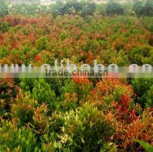 Syzygium Oleana thumbnail-1