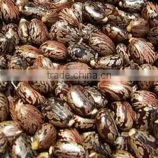 Castor Seed thumbnail-1