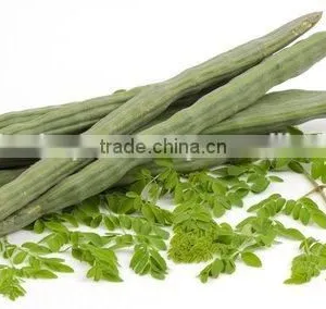 MORINGA LEAVES thumbnail-4