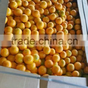 Fresh Orange All the Year thumbnail-3