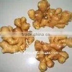 Chinese Yellow Ginger 2011 HOT !HOT! thumbnail-1