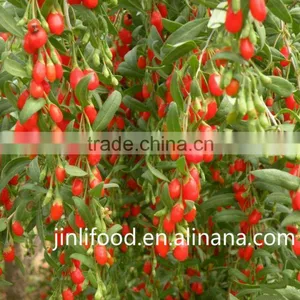 Top Quality Qinghai Dried Goji Berry for Sale thumbnail-2