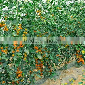 Hybrid High Yield Orange Red Tomato Seeds for Cultivation-Huang He 800 thumbnail-3