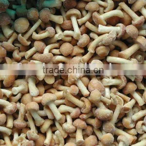 Supply Funghi Pholiota Nameko thumbnail-1