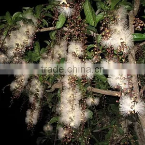 The Landscape Tree Barringtonia Asiatica Seedling thumbnail-1