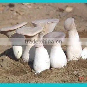 White Mushroom thumbnail-1