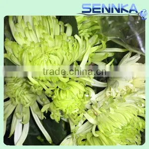Shinning Green Fresh Flowers Fresh Cut Daisy With Wholesale Price thumbnail-2