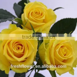 China Yellow Rose as the Same Quality of Fresh Cut Rose thumbnail-4