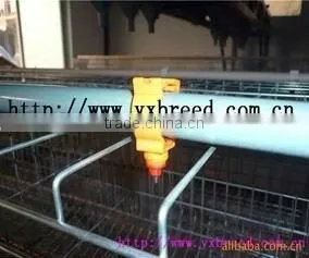 Chicken Drinker thumbnail-1