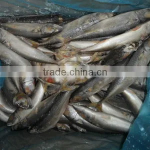 Frozen Mackerel/horse Mackerel for Bait/feeding Use thumbnail-1