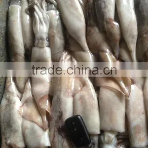 100-200g Frozen Japanese Squid thumbnail-2