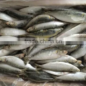 High Quality Machine Grade Canned Sardines Manufacturers With Cheapest Price thumbnail-3