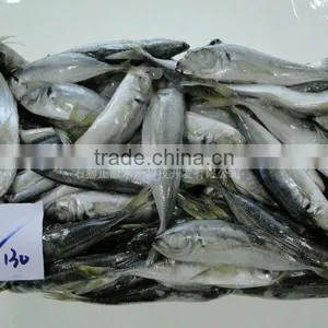 Export Seafood Frozen Horse Mackerel Fish 110-130 thumbnail-1