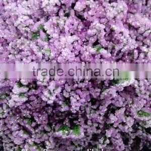 Export Statice Pink Flowers For The Valentine's Day thumbnail-2