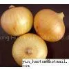 Fresh Onion thumbnail-1