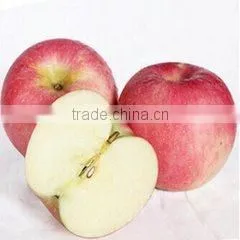 Top Quality Fresh Red Fuji Apple thumbnail-4