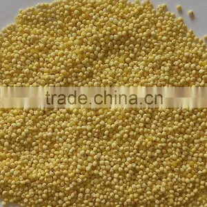 Yellow Millet (glutinous) Good Quality for Sale thumbnail-2