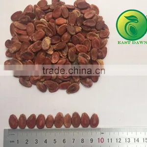 Salted and Roasted Hybrid Watermelon Seed thumbnail-2