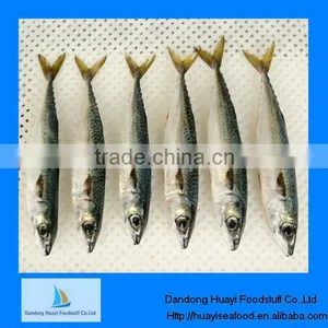 Fresh Frozen Horse Mackerel Whole Round thumbnail-1