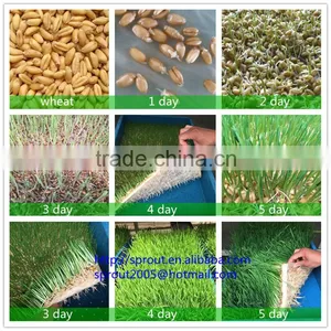 Barley Sprout/radish Sprout Machine thumbnail-2