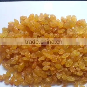 High Quality Golden Yellow Raisin From India thumbnail-2