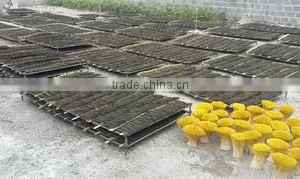Viet Khoi Import Export Company Limited company overview - view 2 thumbnail