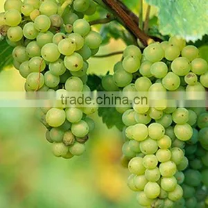 INDIAN GREEN GRAPES thumbnail-1