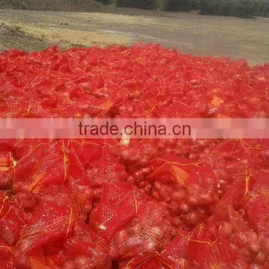 ONION CROPS 2014 thumbnail-1