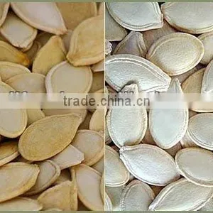 Harvest New Season Pumpkin Seeds thumbnail-1