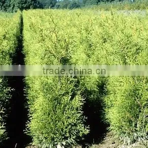 Thuja Brabant Occidentalis. thumbnail-1