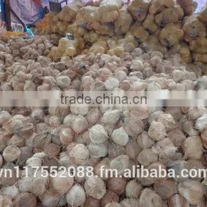 Vietnam Cheap Mature Semi Husked Coconut thumbnail-4
