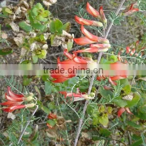 Sutherlandia Frutescens thumbnail-1