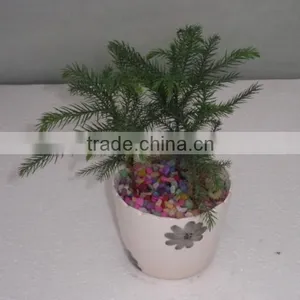Hoop Pine, Araucaria Cunninghamii Sweet Seedlings, as Bonsai, Pot Plants or Outdoor Plants thumbnail-3