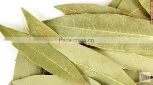 Bay Leaf Oil (Cinnamomum Tamala) thumbnail-5