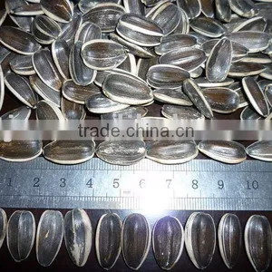 High Quality Sunflower Seeds 20/64,22/64,24/64 thumbnail-1