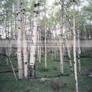 NATURAL BIRCH TAR OIL thumbnail-1