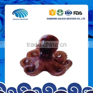 Iqf Frozen Baby Octopus Yummy Taste From Better Seller thumbnail-1