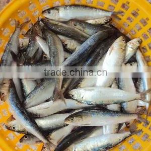 Sardine for Canning thumbnail-2
