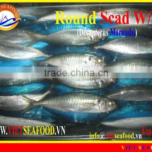 W/R FROZEN ROUND SCAD thumbnail-1