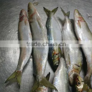 Sea Frozen Best Price Light Catching Sardina for Market thumbnail-1