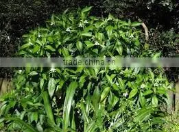 Justicia Adhatoda thumbnail-1