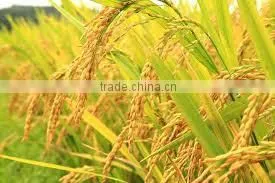 Vietnam Long Grain White Rice 25% Brocken thumbnail-2