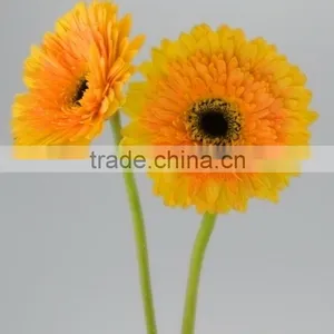 Color Champagne Pure Yellow Gerberas thumbnail-1