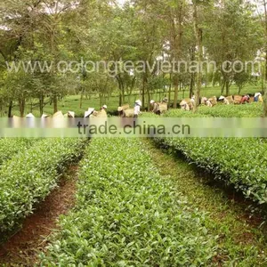VietNam High Mountain Oolong Tea- Dong Son Oolong Tea" thumbnail-6