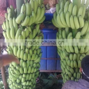 Indian Banana thumbnail-2